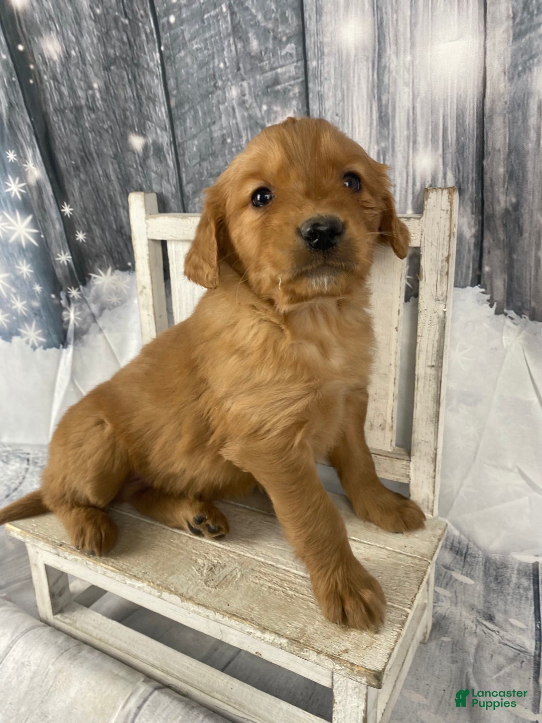 Golden Retriever dogs for sale: Bobby - Ad 5