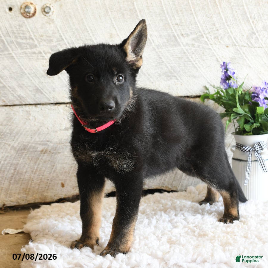 German Shepherd dogs Ember - Ad 2