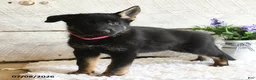 German Shepherd dogs for sale: Ember - Ad 2
