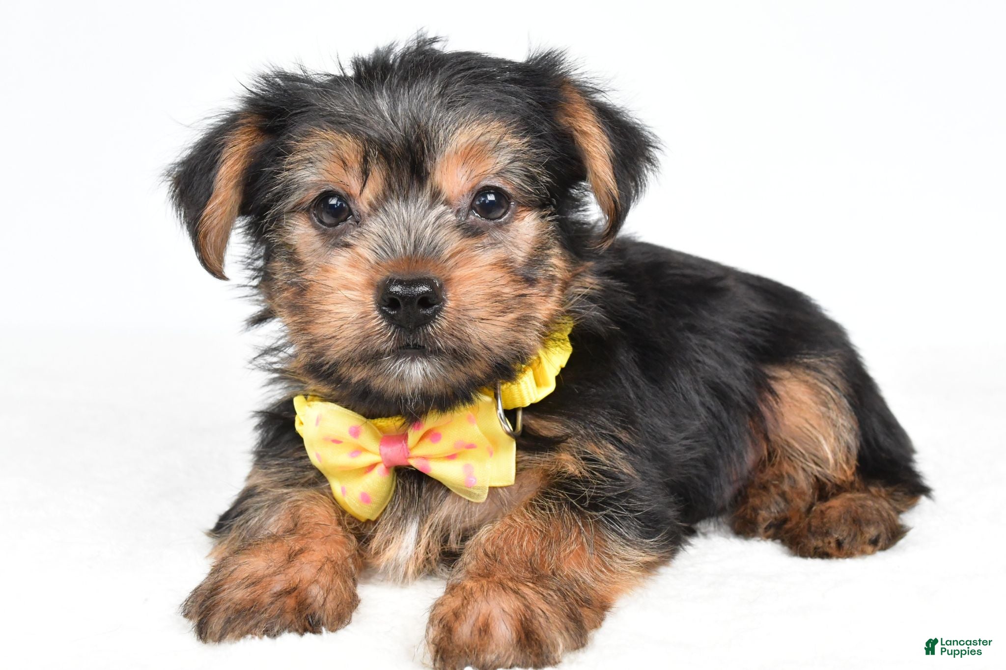 Yorkshire Terrier dogs Waylon - Ad 1