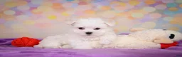 Maltese dogs for sale: Wiston - Ad 7