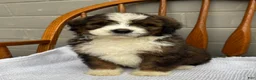 Bernedoodle dogs for sale: Bear - Ad 1