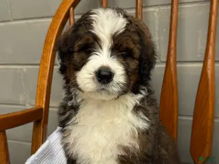 Bernedoodle dogs for sale: Bear - Ad 1