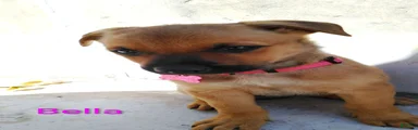 Belgian Malinois 3 Bella