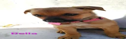 Belgian Malinois dogs for sale: Belgian Malinois 3 Bella - Ad 1