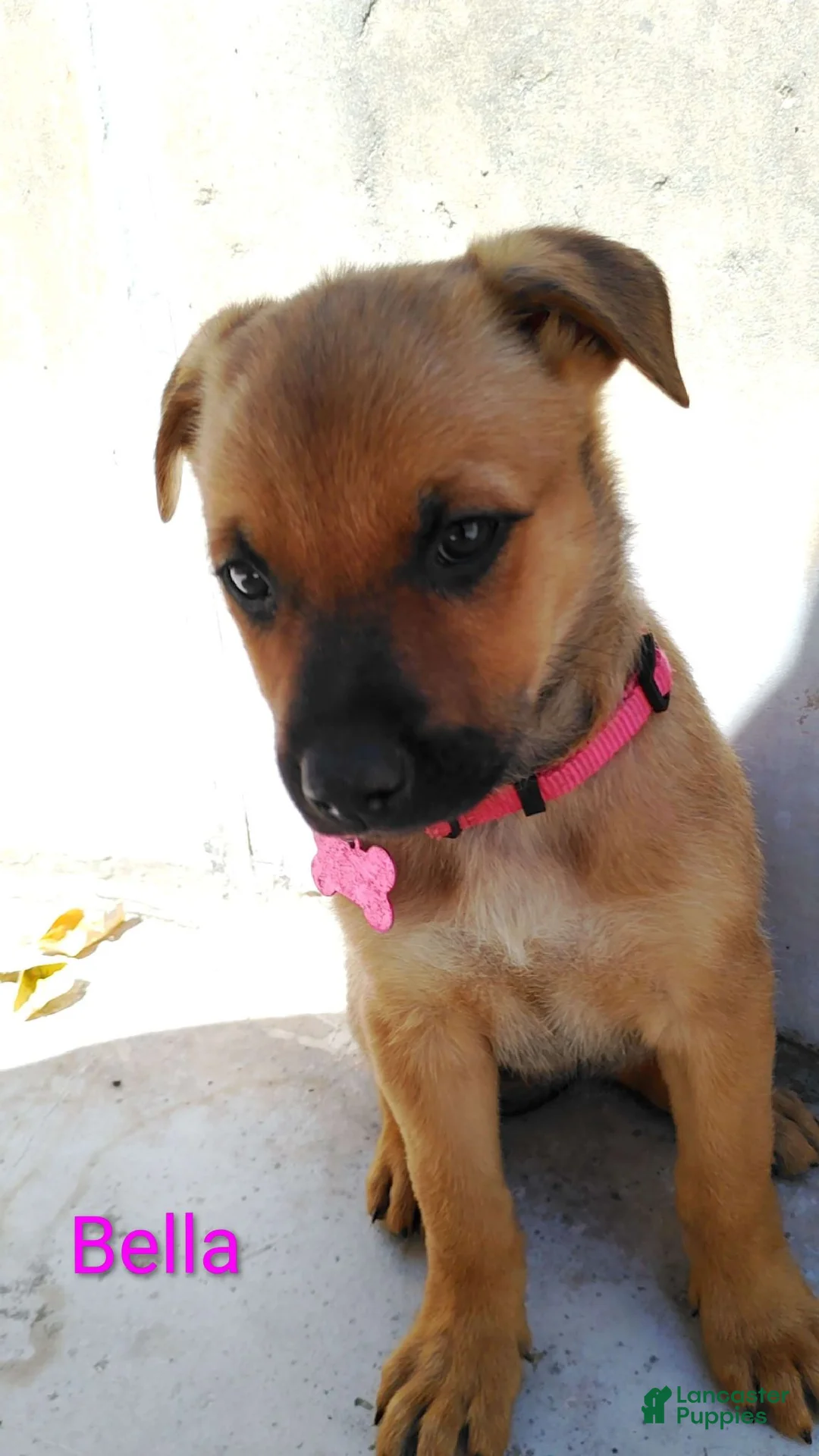 Belgian Malinois dogs for sale: Belgian Malinois 3 Bella - Ad 1