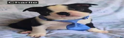 Boston Terrier dogs for sale: Chance - Ad 8