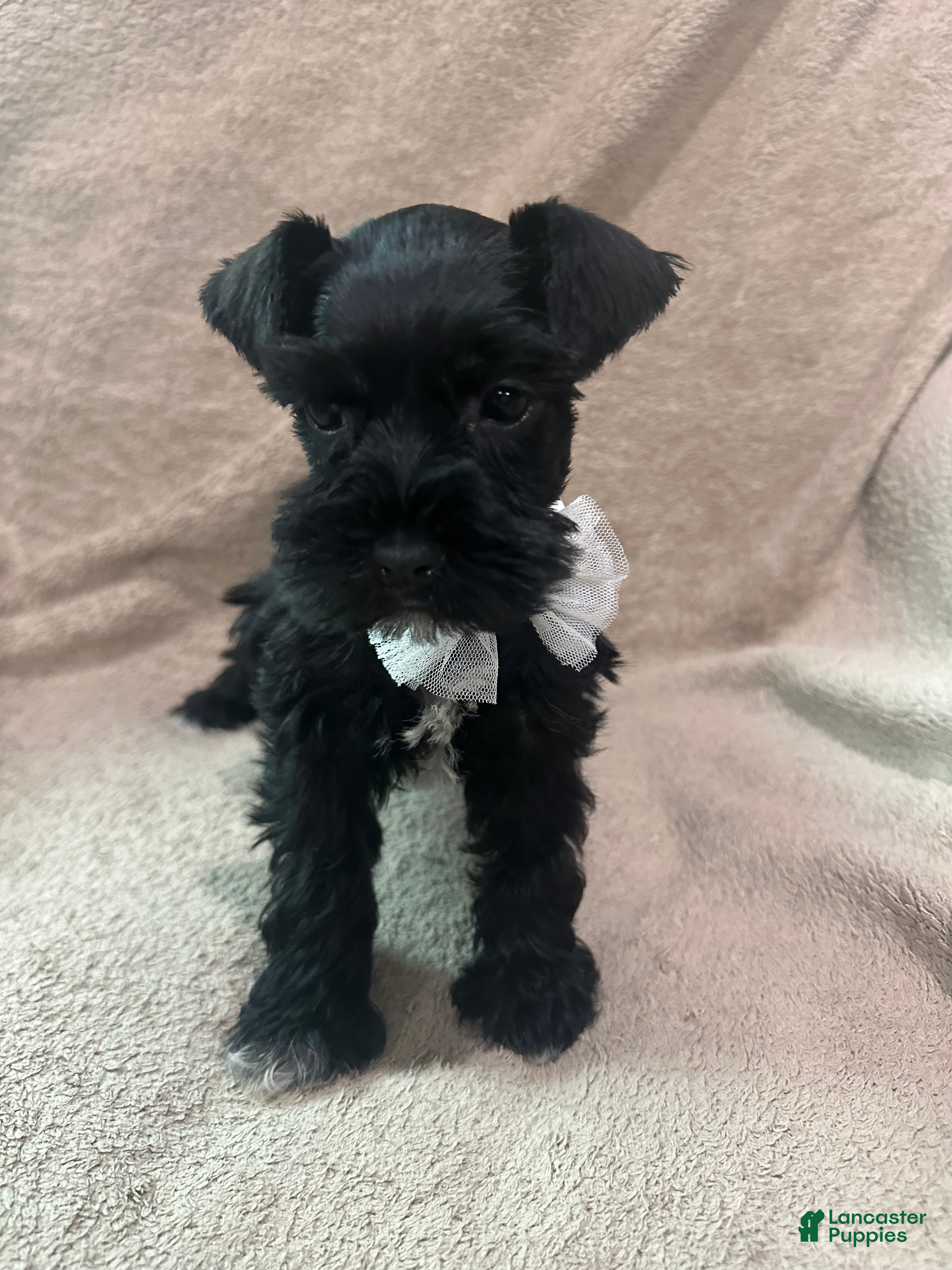 Miniature Schnauzer dogs for sale: Missy - Ad 3