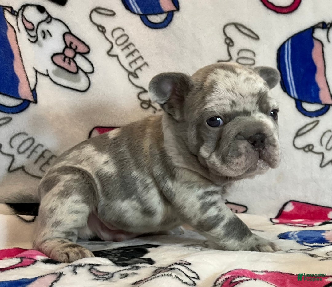French Bulldog dogs for sale: Garmin - Ad 17