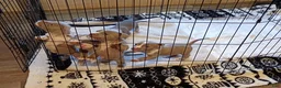 American Bully dogs for sale: American Bully 3 - Ad 7