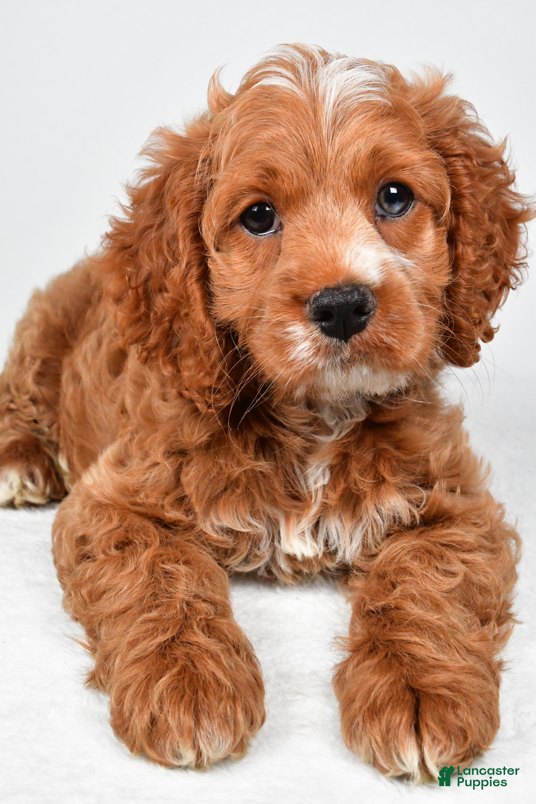 Cockapoo dogs Gracie - Ad 1