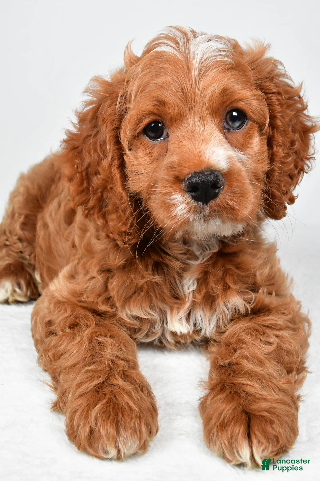 Cockapoo dogs for sale: Gracie - Ad 1