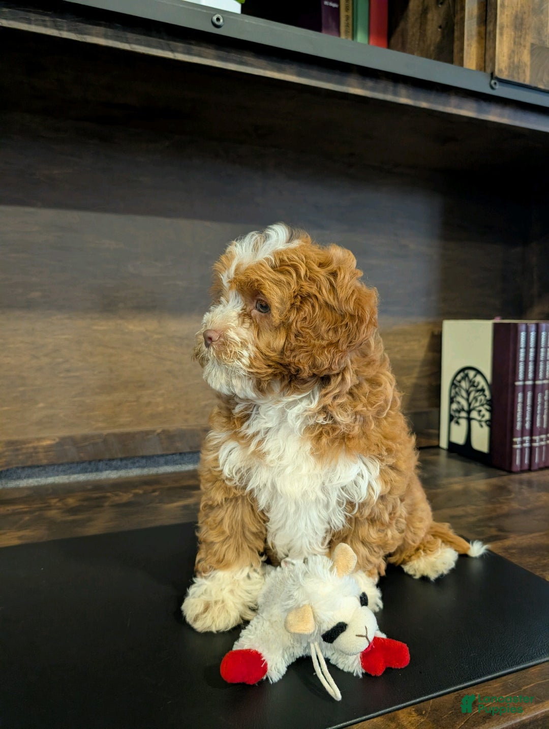 Cavapoo dogs for sale: Sally Sue - Ad 6