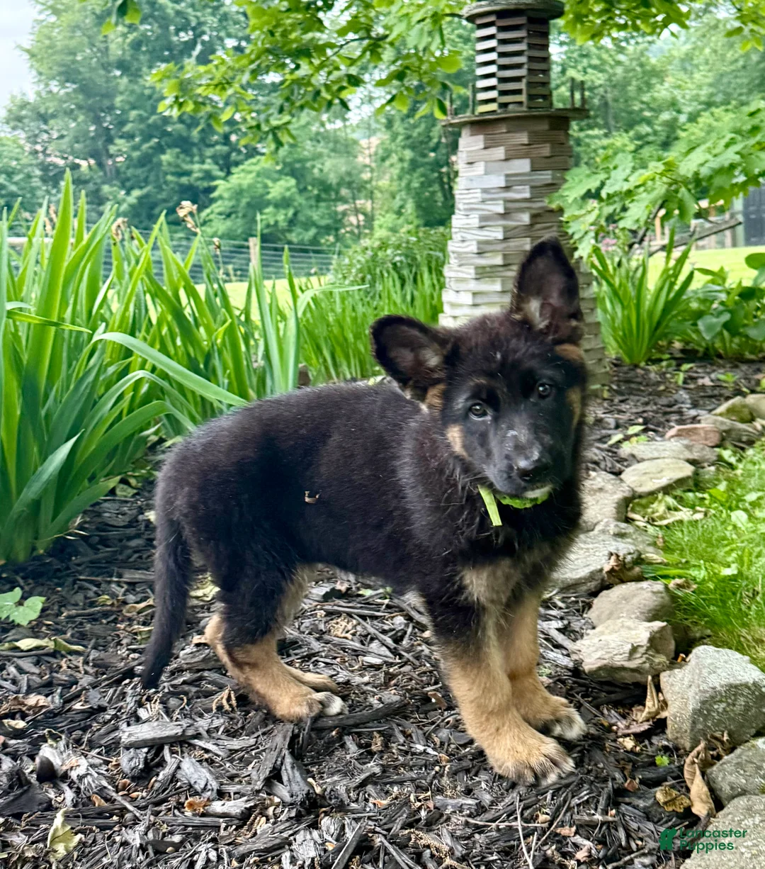 German Shepherd dogs for sale: Buttercup - Ad 2