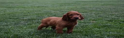Irish Setter dogs for sale: Dana - Ad 3