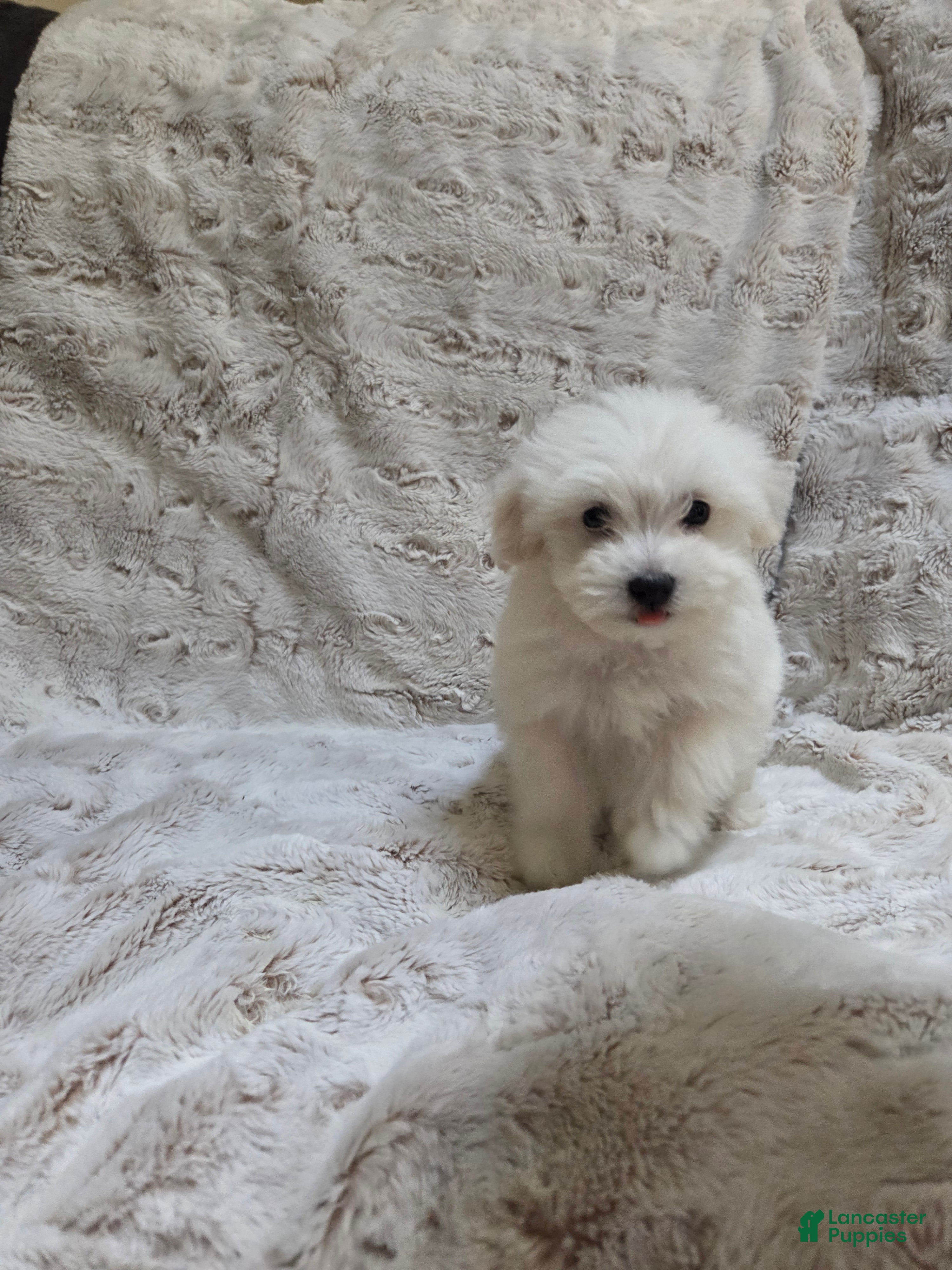 Maltipoo dogs Maltipoo Puppy 5 - Ad 1