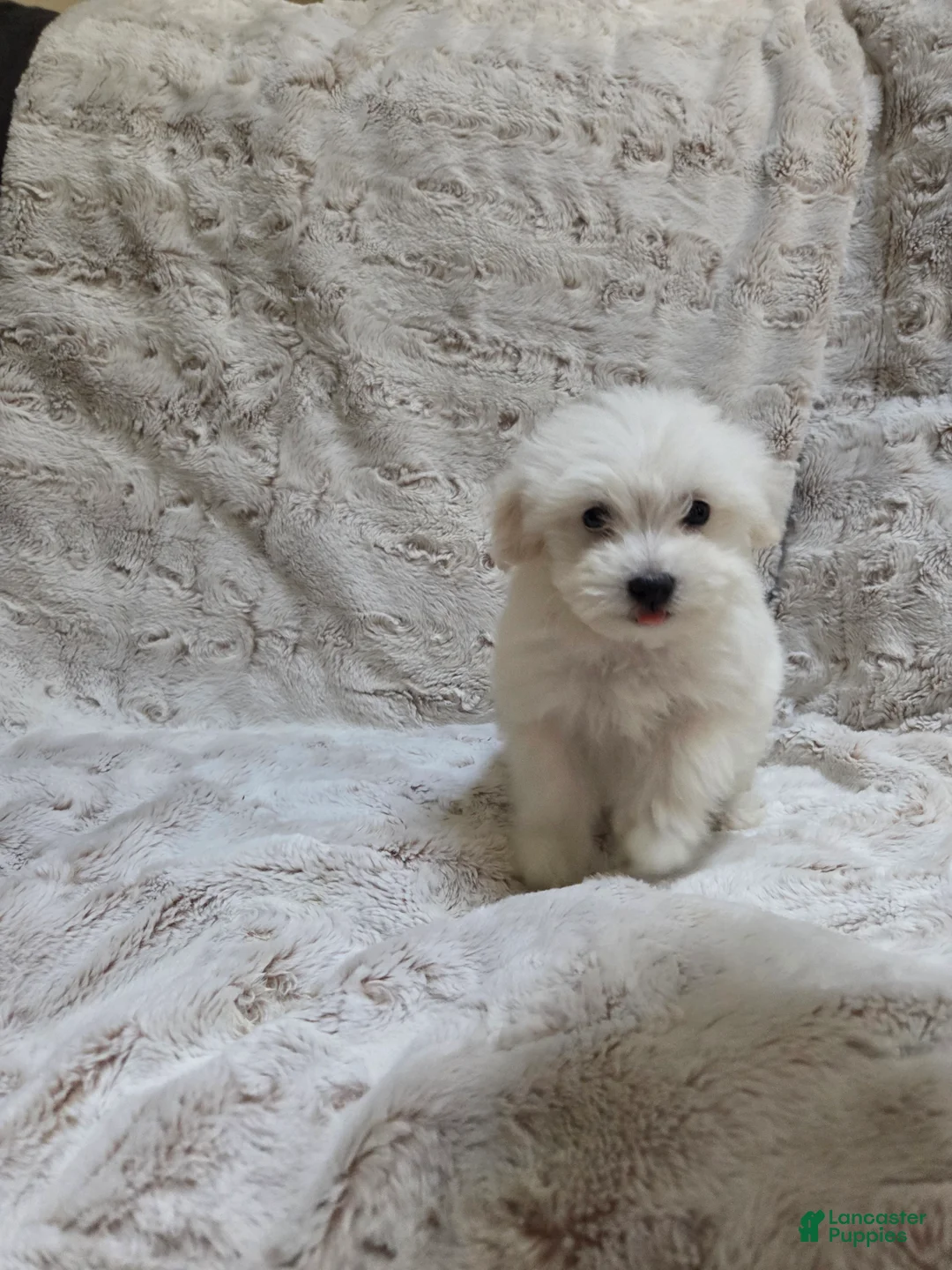 Maltipoo dogs for sale: Maltipoo Puppy 5 - Ad 1