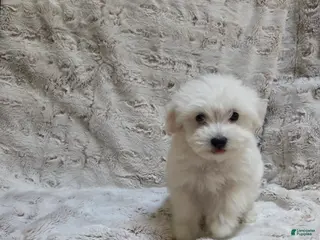 Maltipoo dogs for sale: Maltipoo Puppy 5 - Ad 2