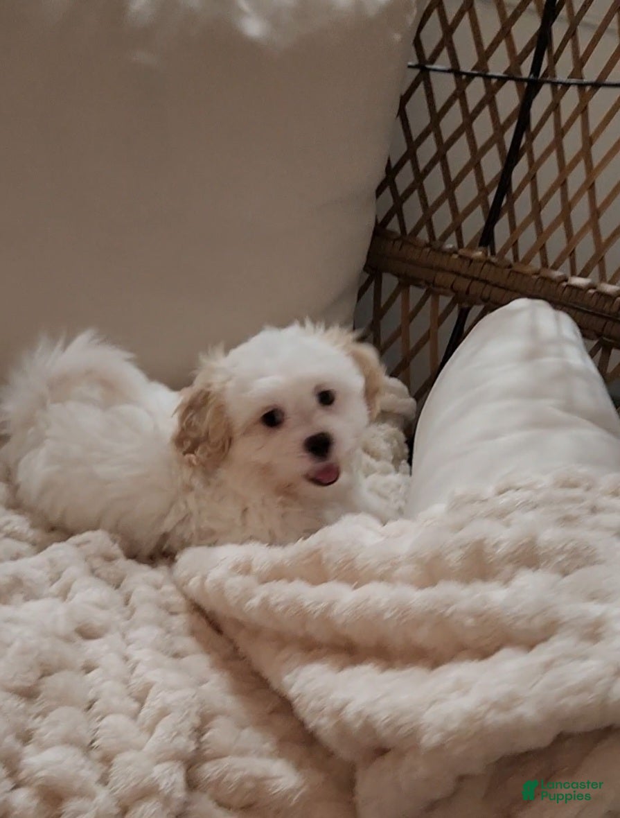 Shihpoo dogs for sale: Duke (Mr. Blue) - Ad 4