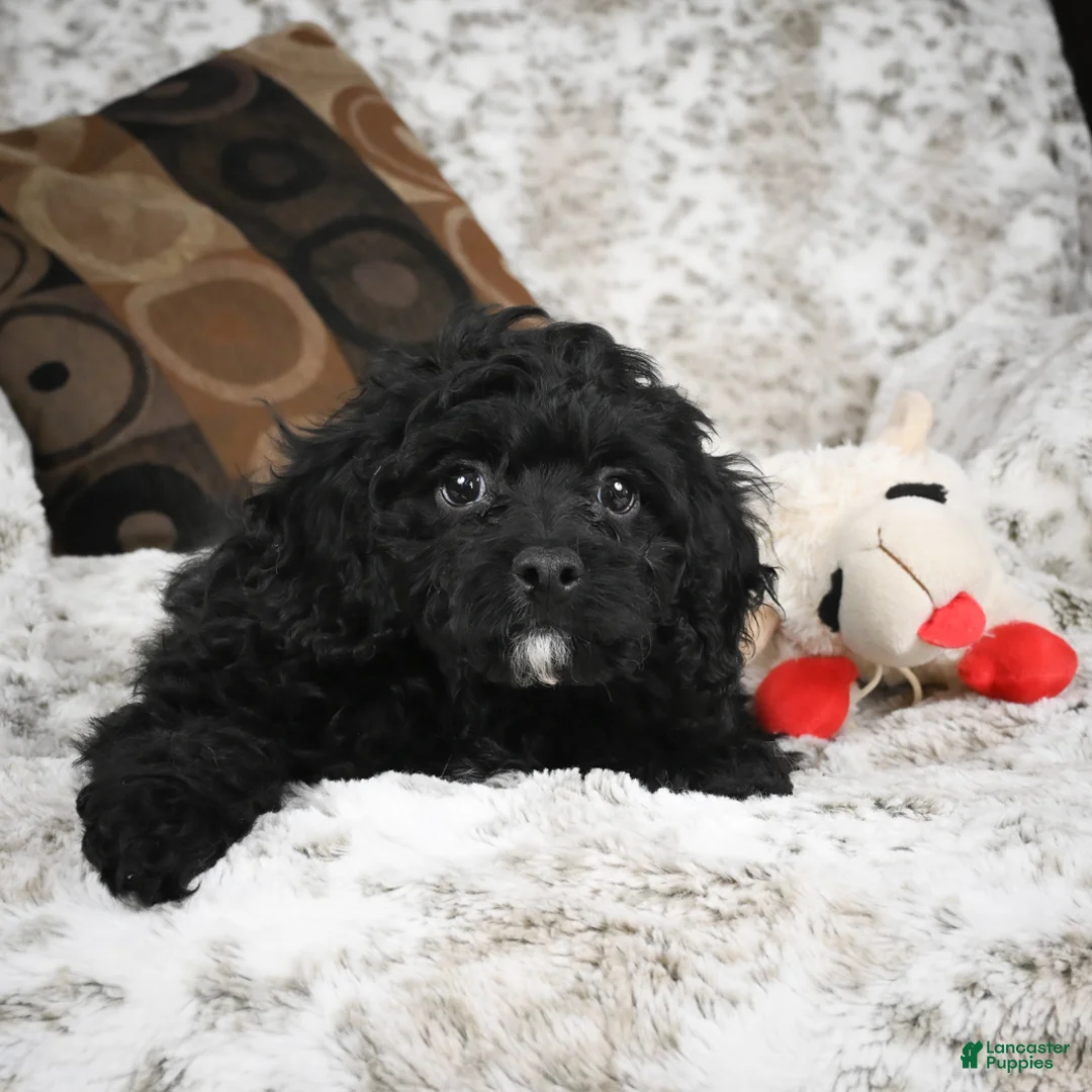 Cavapoo dogs for sale: Sam - Ad 8