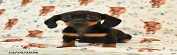 Miniature Dachshund dogs for sale: Tillie - Ad 5