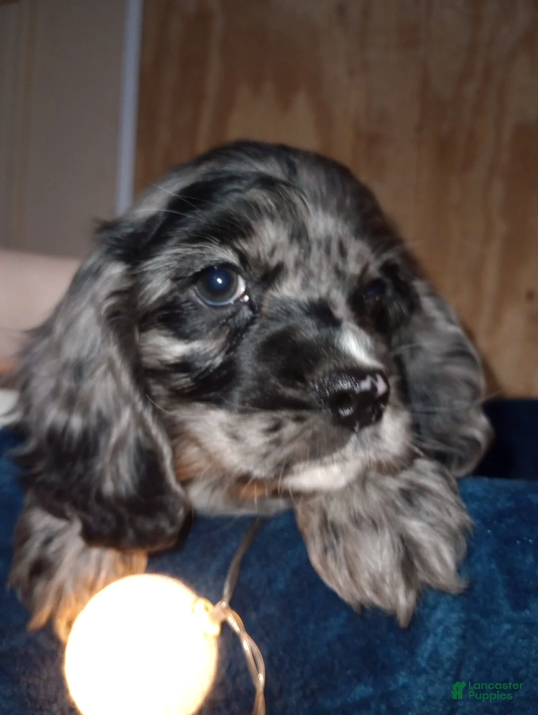 Cocker Spaniel dogs for sale: Sunny - Ad 2