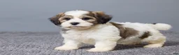 Teddy Bear dogs for sale: Lance - Ad 5