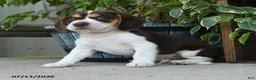 Beagle dogs for sale: Saturn - Ad 5