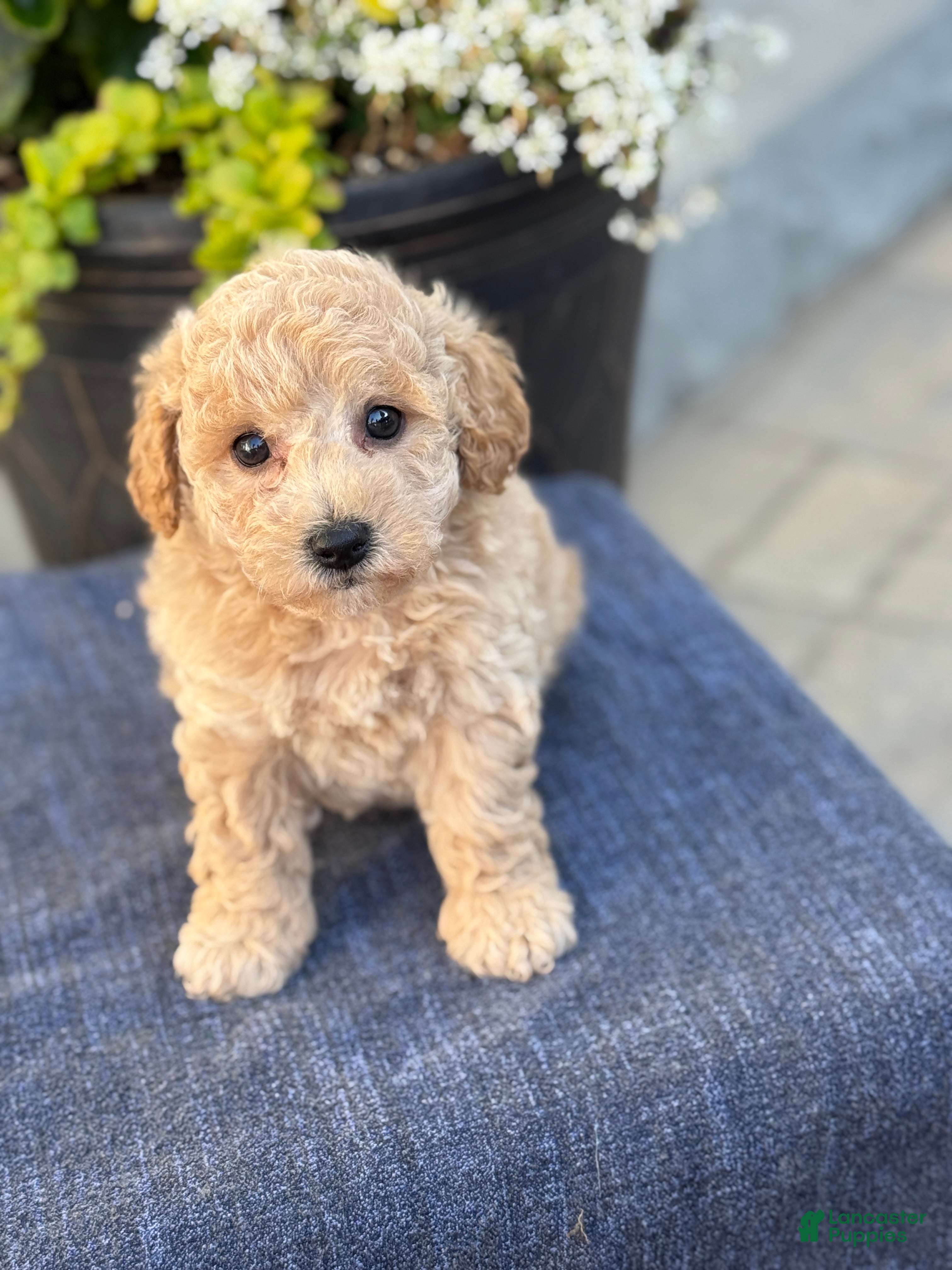 Bichpoo dogs for sale: Finn - Ad 1