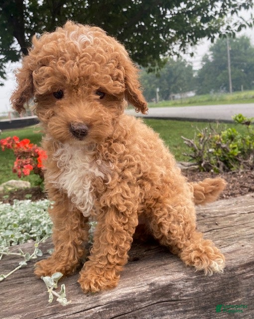 Toy Poodle dogs Forest - Ad 1
