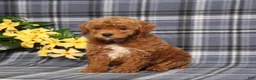 Miniature Poodle dogs for sale: Nike - Ad 5