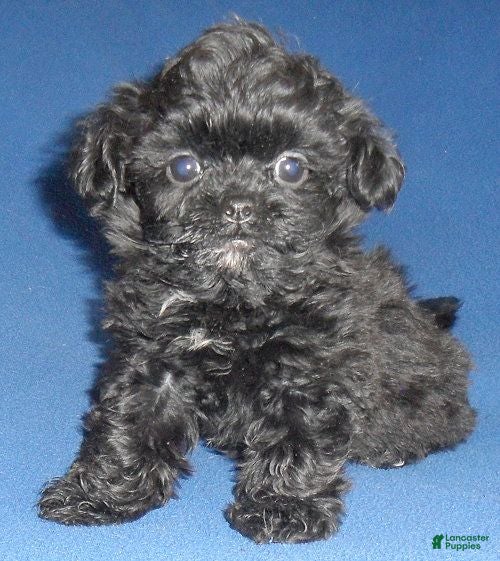 Shihpoo dogs Toby - Ad 1