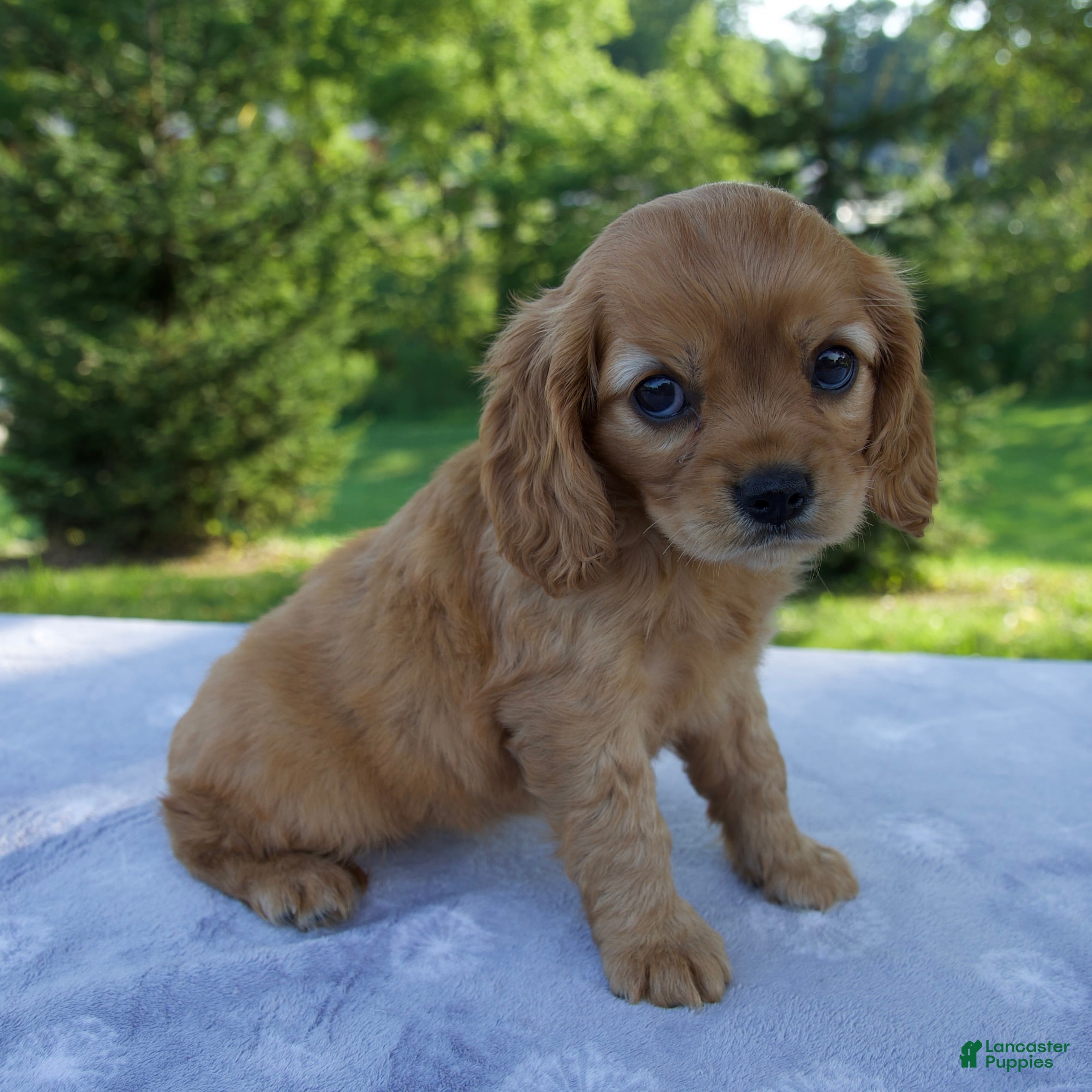 Mixed Breed dogs Roxy - Ad 2