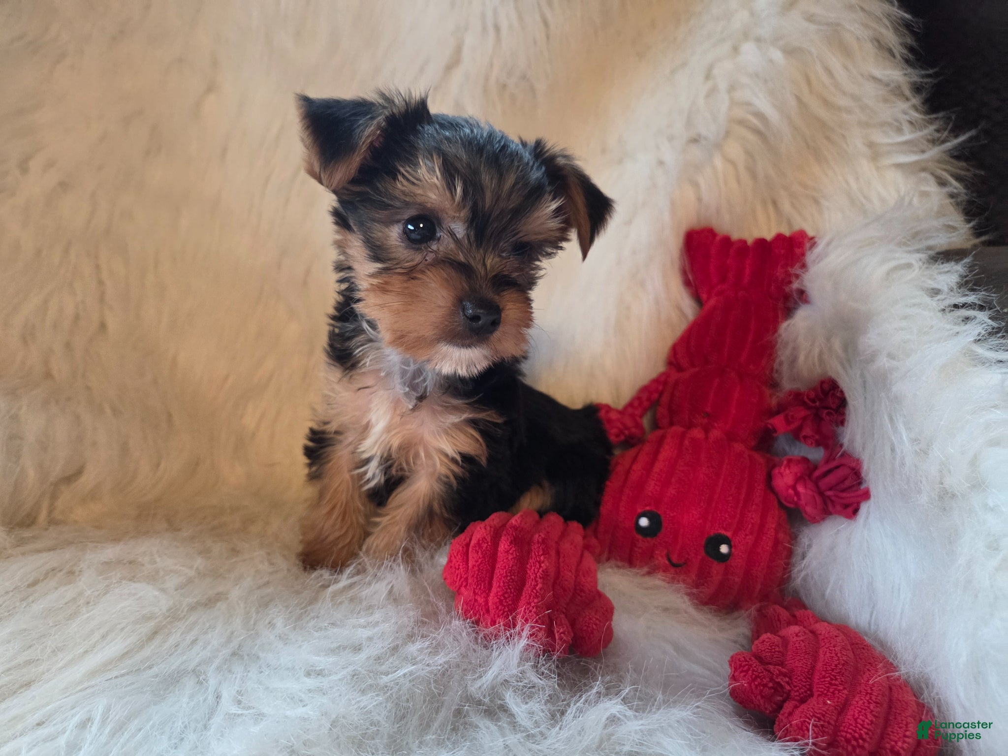 Yorkshire Terrier dogs Tyke - Ad 2