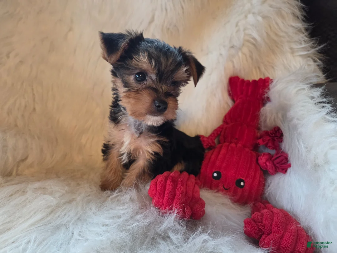 Yorkshire Terrier dogs for sale: Tyke - Ad 2