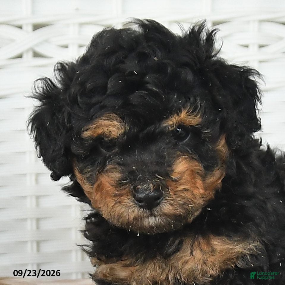 Miniature Poodle dogs Colton - Ad 2