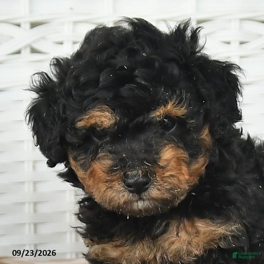 Miniature Poodle dogs for sale: Colton - Ad 2