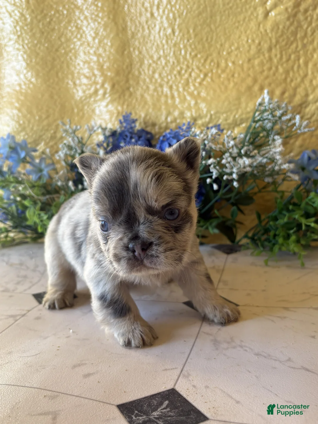 French Bulldog dogs for sale: French Bulldog Puppy 2 Raland - Ad 1