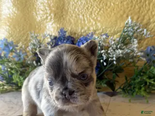 French Bulldog dogs French Bulldog Puppy 2 Raland - Ad 16