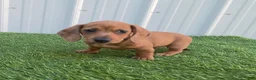 Miniature Dachshund dogs for sale: Betsy - Ad 6