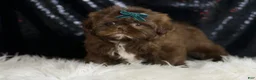 Shih Tzu dogs for sale: Dove - Ad 4