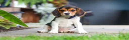 Beagle dogs for sale: Asher - Ad 1