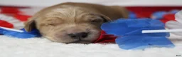 Golden Retriever dogs for sale: Brioche  - Ad 3