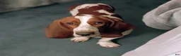 Basset Hound dogs for sale: Purple (Ellie May) - Ad 7