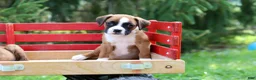 Boxer dogs for sale: Betty - Ad 1