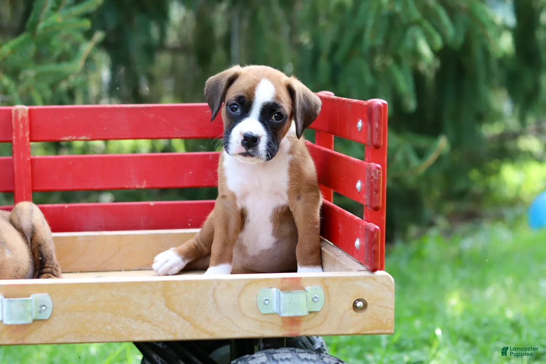 Boxer dogs for sale: Betty - Ad 1