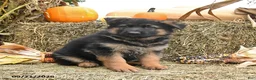 German Shepherd dogs for sale: Lana - Ad 4