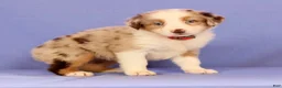Miniature Australian Shepherd dogs for sale: Maple - Ad 3