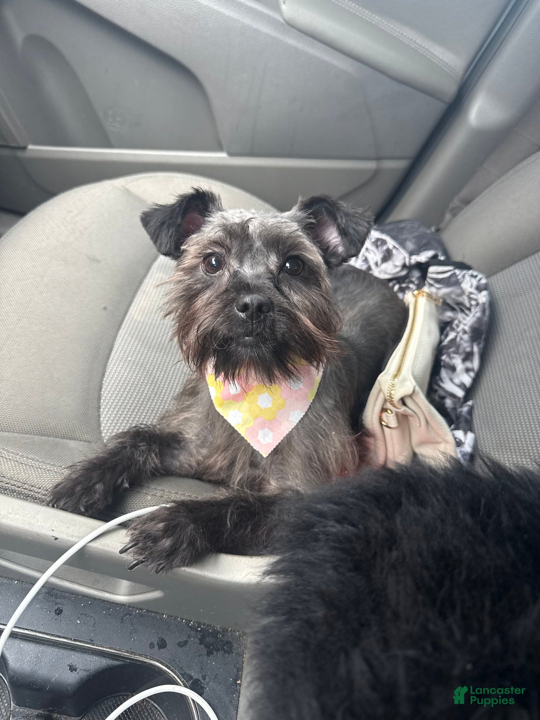 Mixed Breed dogs for sale: Athena Marie - Ad 2