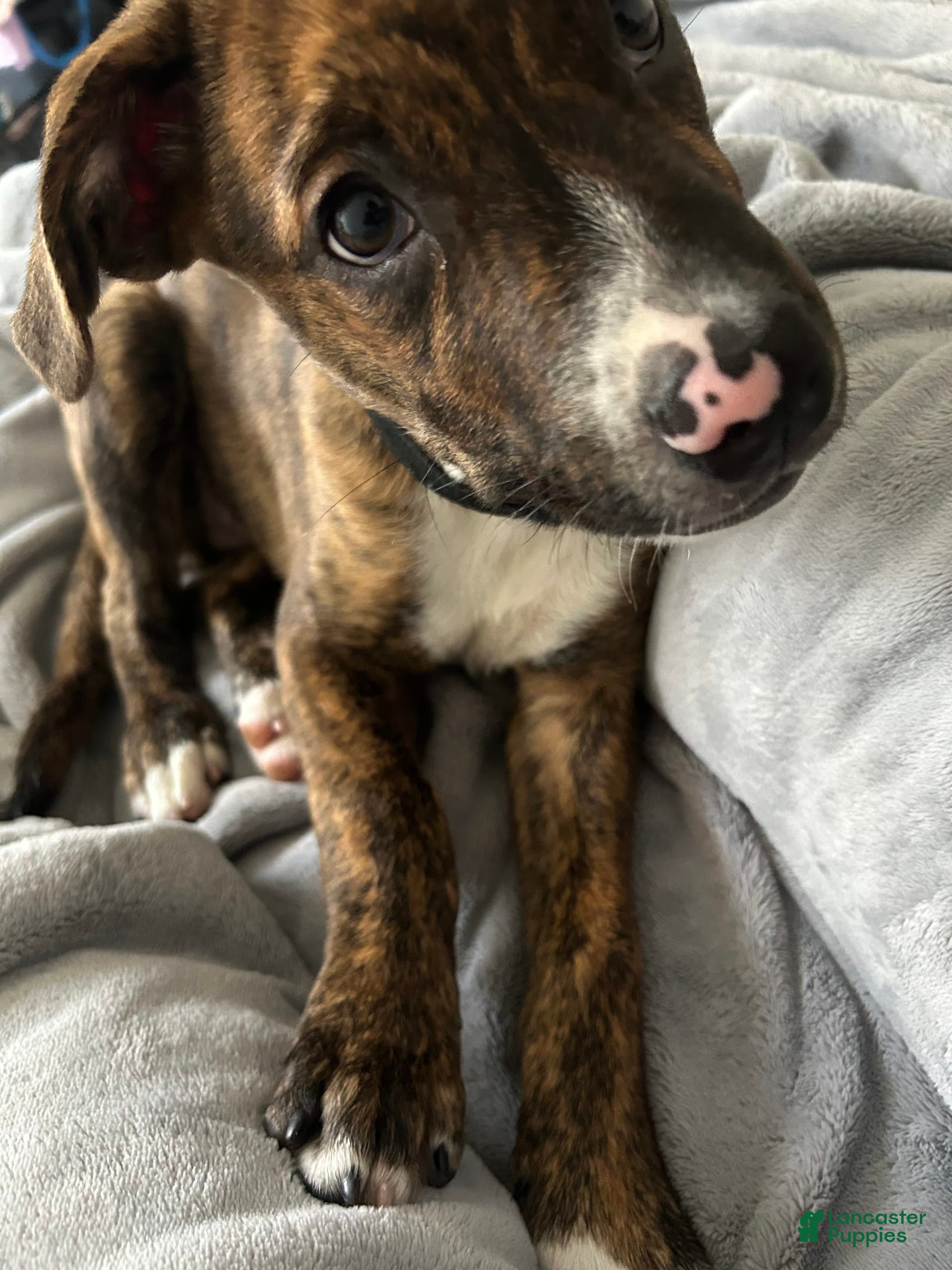 Mixed Breed dogs Stitch - Ad 19